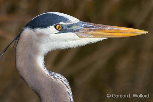 Heron Head_36024.jpg - Great Blue Heron (Ardea herodias) caught in mid-blinkPhotographed along the Gulf coast in Port Aransas, Texas, USA.